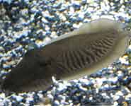 The common cuttlefish is able to actively camouflage against the seabed