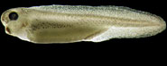 The Xenopus frog tadpole is a small, simple vertebrate