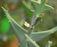 Colletia paradoxa