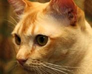 A Red Burmese