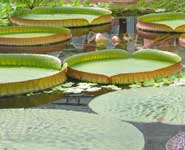 Giant Amazon Water Lily, Victoria amazonica