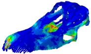 A model of the Diplodocus skull showing the distribution of stresses during biting