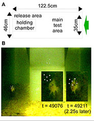 A simulation of 16 prey was projected (A, green arrow) onto a screen opposite the area from which a bluegill was released. Once the simulation began the individual prey would swim and form groups spontaneously based on three encoded traits: a tendency to be attracted to, swim in the same direction as, or ignore nearby individuals. The bluegills preceded each attack with a characteristic 'hovering'