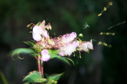 Himalayan Balsam seed pods exploding and ejecting seeds. It can exceed 8ft in height and often grows in dense stands.