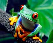 A tree frog