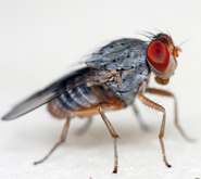Fruit fly (Drosophila)