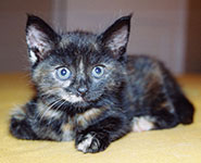 A kitten called Poppy