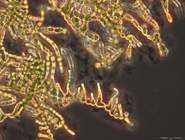 Multicellular cyanobacteria with algae-like growth.