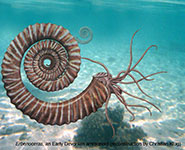Reconstruction of the study object, Erbenoceras from the Early Emsian (Early Devonian) of Morocco