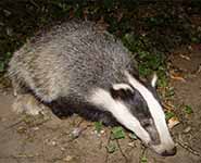 Young European badger