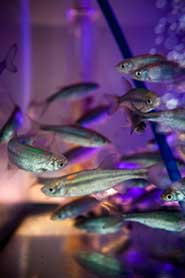 The researchers placed golden shiners in groups as low as one and as high as 256 in experimental tanks featuring a moving light field that was bright on the outer edges and tapered into a dark centre