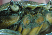 Image of a shore crab