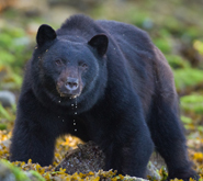 A black bear
