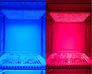 Investigating the effect of different wavelengths of light