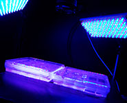 Measuring circadian rhythms in seedlings grown on Petri dishes