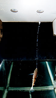 An archerfish (Toxotes chatareus) spitting at the letter C in a modified Landolt C test, which is used to measure visual acuity