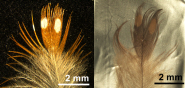 A feather from the zebra finch 'Taeniopygia guttata', pictured before the experiment (left) and after (right)