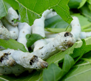Silk worms