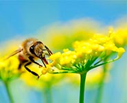 A flower with a bee