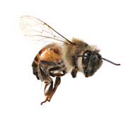 This so-called ‘contrast effect’ has been reported in a number of living things, including bees