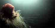 A still from the wildlife showreel