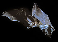A grey long-eared bat (Plecotus austriacus) in flight