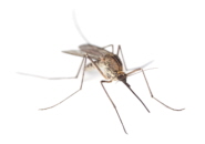 The dengue mosquito, or Aedes aegypti, is the main type of mosquito that transmits dengue fever
