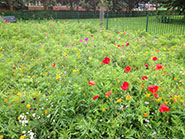 Annual meadow in Gores Marsh Park in 2012