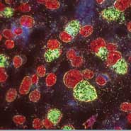 Chlamydia infected culture