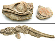 A juvenile Ichthyosaur, showing details of the skull and paddle