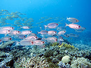 The researchers found that warming impacts were dominant, with a significant decline in suitability for corals near the equator