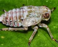 The juvenile Issus