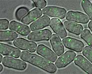 The yeast microbe called S. pombe