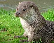 European otter