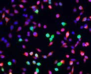 EGF-stimulated HeLa cells, ERK2-GFP (green), ppERK2 (red) and nuclei (blue)