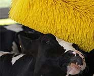 Dairy cow using an automated scratching brush