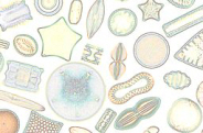 Diatoms