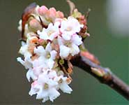 Viburnum x bodnantense
