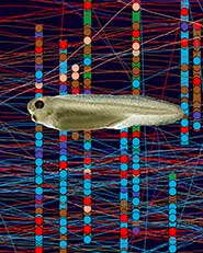 A tadpole against a background showing a fragment of the computer generated network which can produce its swimming movements