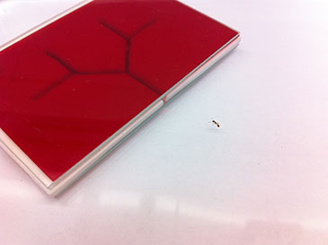 Image of an exploring ant encounteings an unknown branching nest site