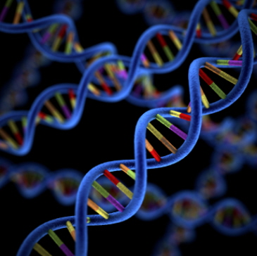 A DNA strand