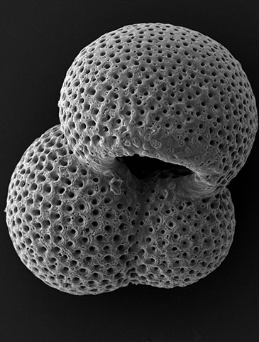 'Scanning Electron Microscopy (SEM) image of the fossilised shell of planktic foraminifer Globigerinoides ruber