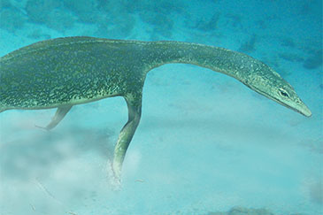 Image of a seabed scene, Luoping, 245 Myr ago. The nothosaur, Lariosaurus, prowls along the sea floor, searching for lobsters and fishes hiding in the soupy bottom mud. 