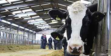 Cows housed inside a barn