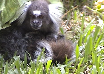 Image of male marmoset with its dying mate