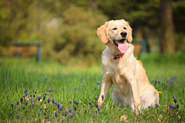 Image of a dog in a park