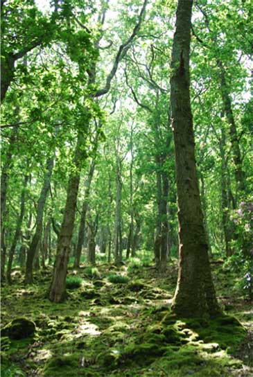 Image of a forest