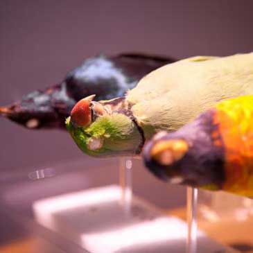Image of taxidermy 