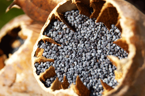 Generic image of an opium poppy