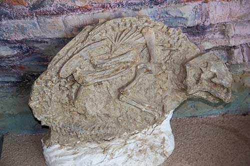 Image of a Psittacosaurus fossil from the Lujiatun site preserved in remobilised sediments rich in volcanic material. Image credit: Chris Rogers 